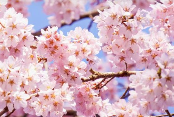 「賃貸物件の家賃は時期で変わる？3月の相場と効率的な部屋探しの方法を徹底解説！」の画像