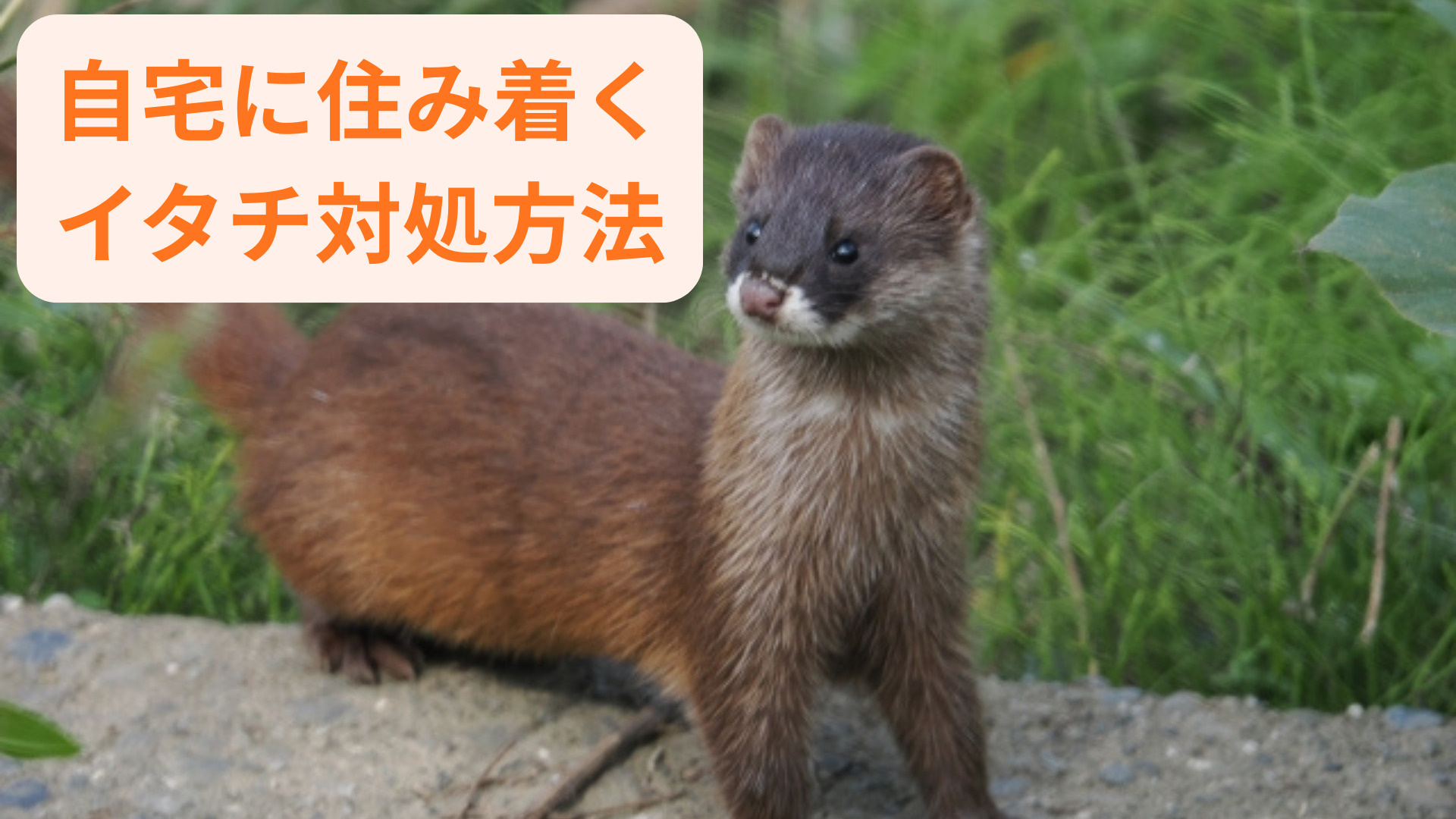 イタチ駆除の方法が知りたい方へ！自宅でできる対策や注意点も解説の画像