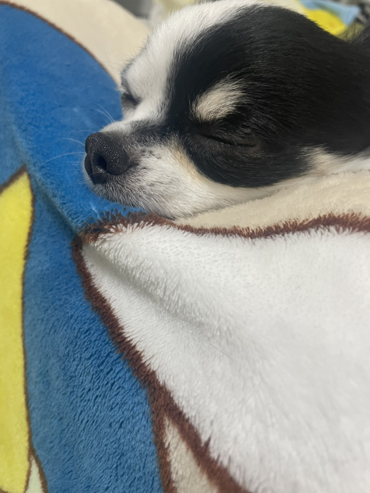 偉大なる母親の画像