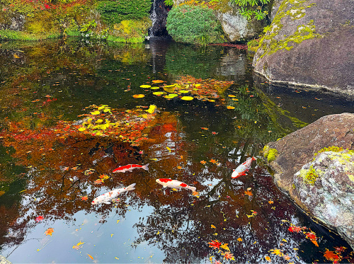 苔と紅葉の対比