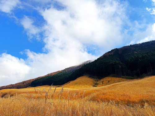 仙石原のすすき野原