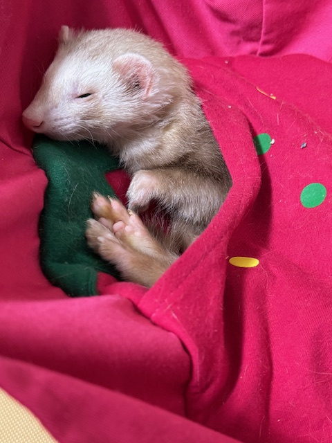 京都に秋は来ましたか？の画像