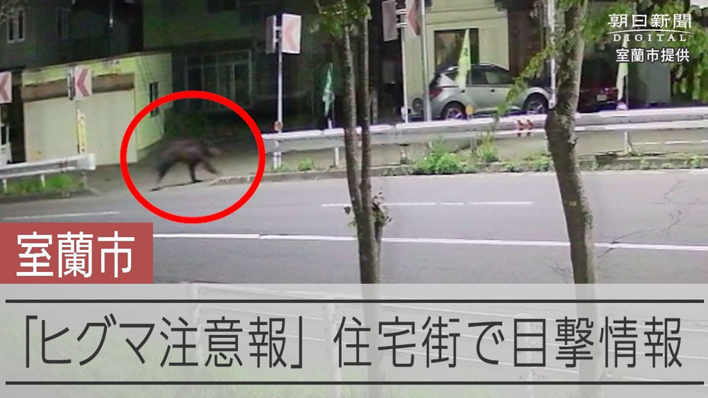 最近、室蘭市でクマの目撃が急増中…！住宅街でも油断禁物ですの画像