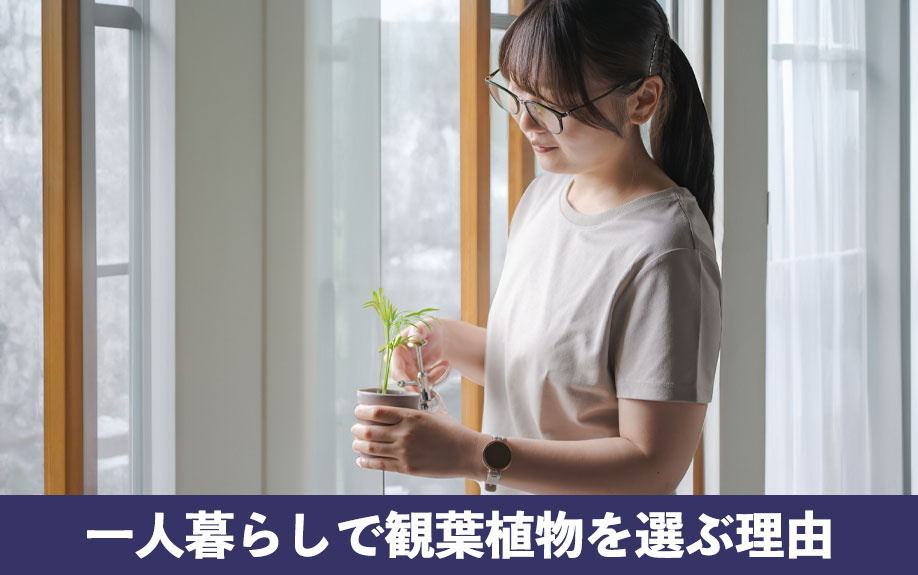 一人暮らしで観葉植物を置く理由