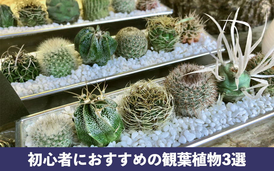 一人暮らしで初心者におすすめの観葉植物3選