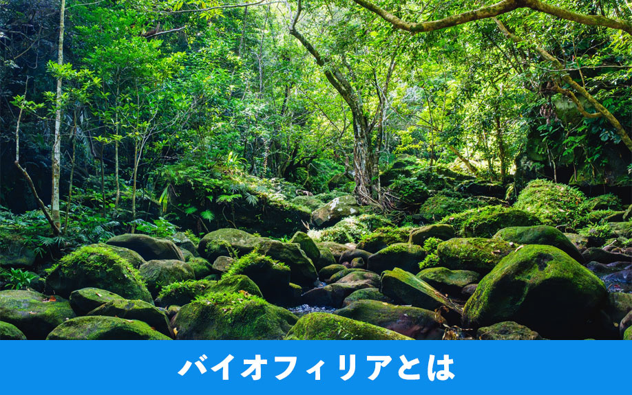 バイオフィリアとは