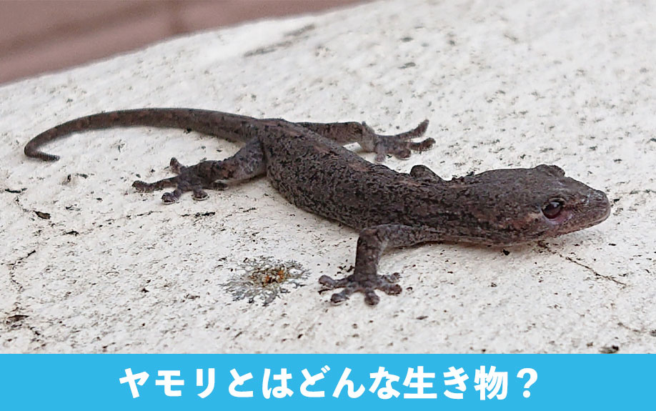 ヤモリとはどんな生き物？