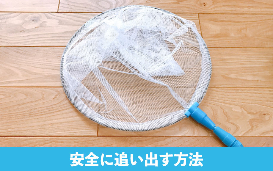 家の中のヤモリどうする？安全に追い出す方法