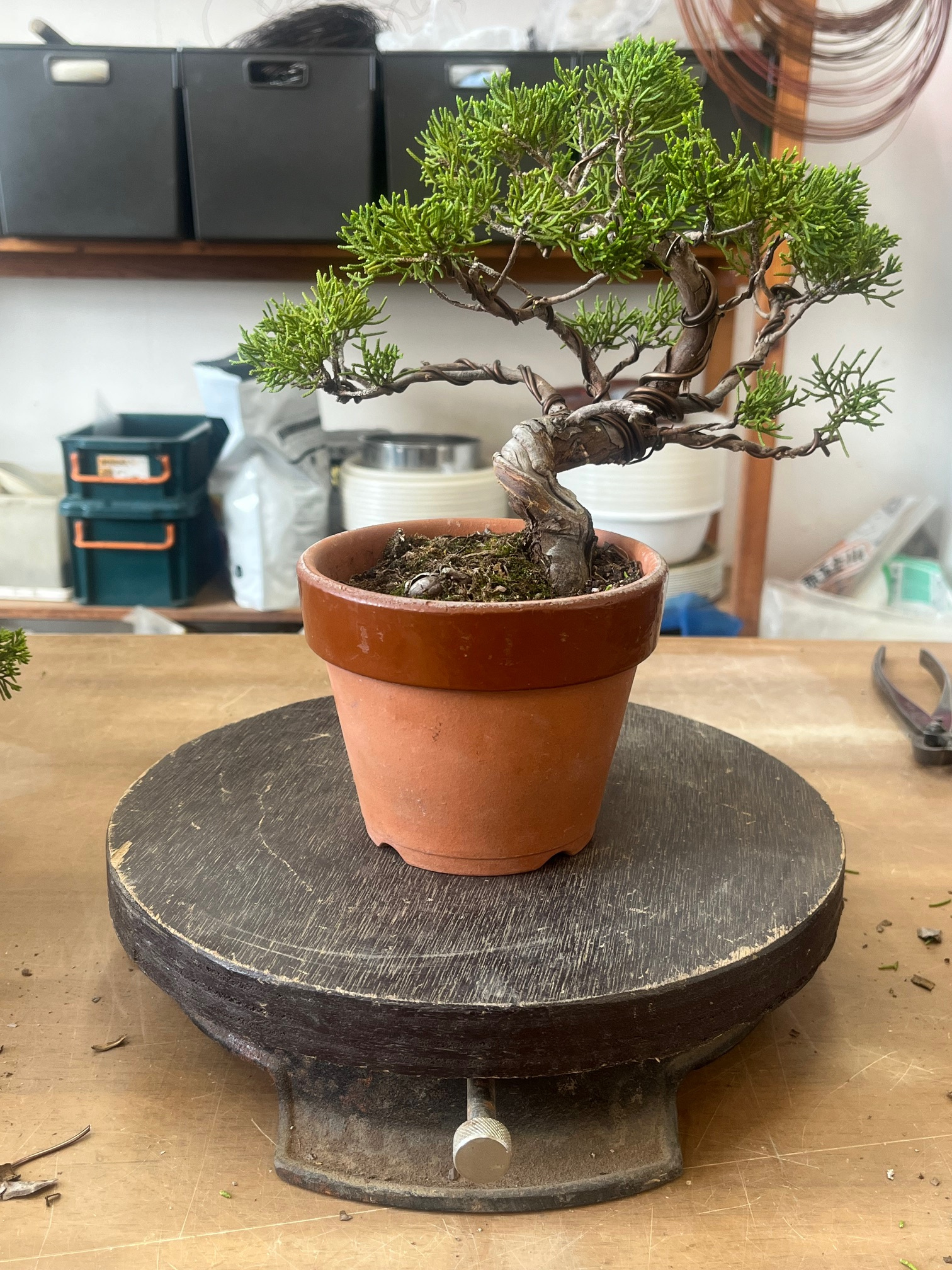 B・O・N・S・A・Iの画像