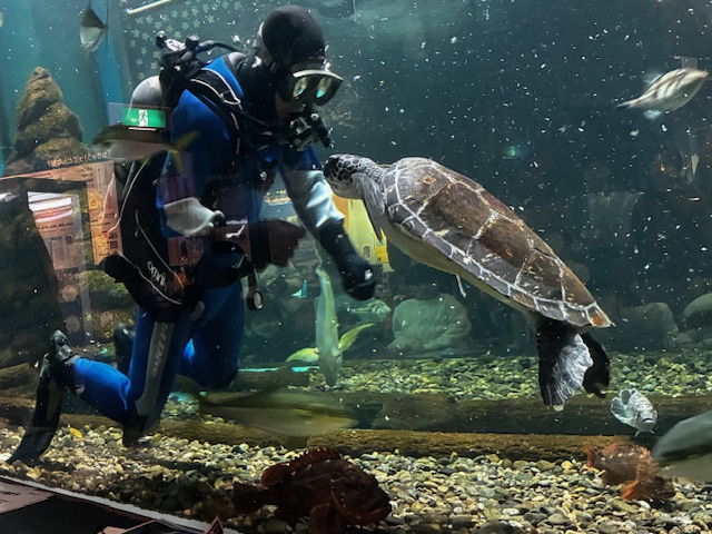 (゜))<<八戸市水産科学館茉莉エント(゜))<<の画像