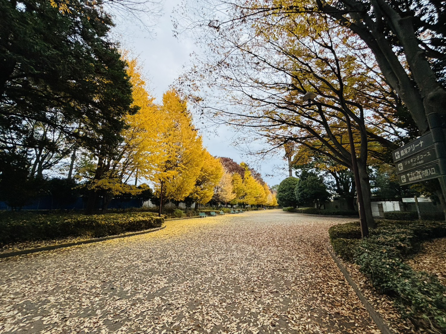 4年ぶり11回目の画像