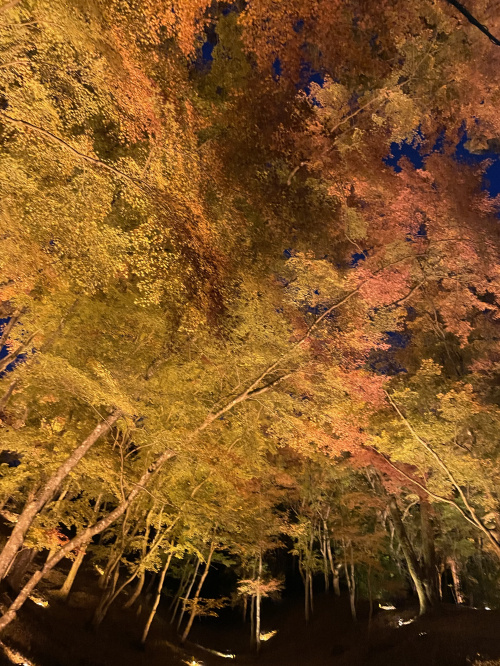 紅葉の画像
