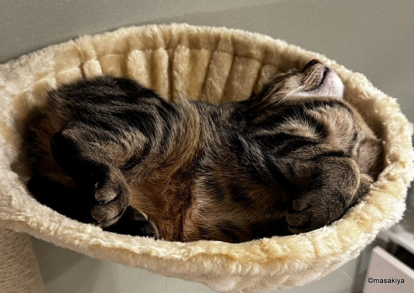 最近のネコの画像