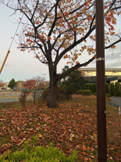 朝の散歩の画像