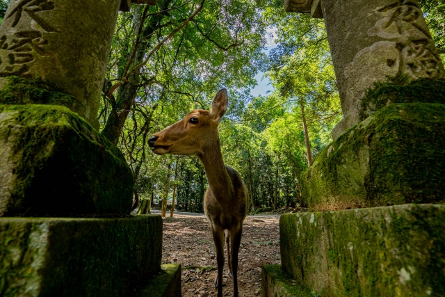 【奈良の春日大社で開催春日祭とは？】まとめ