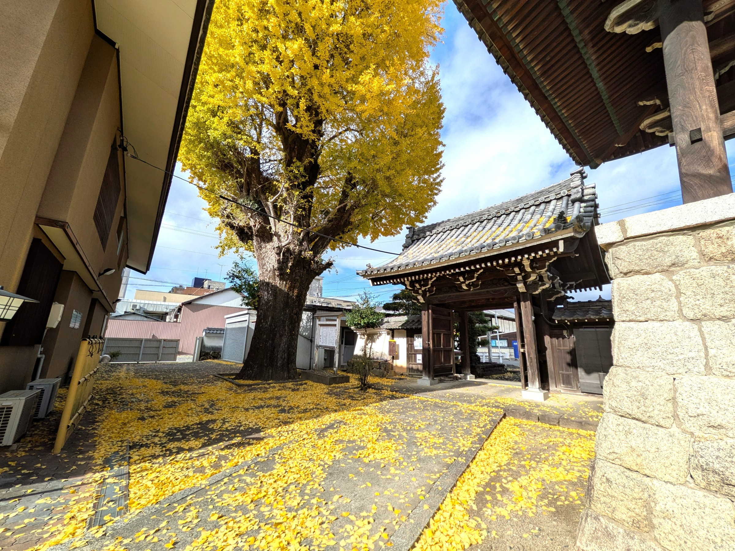 岐阜市の街とともに生きる ― 圓龍寺の大イチョウを訪ねての画像