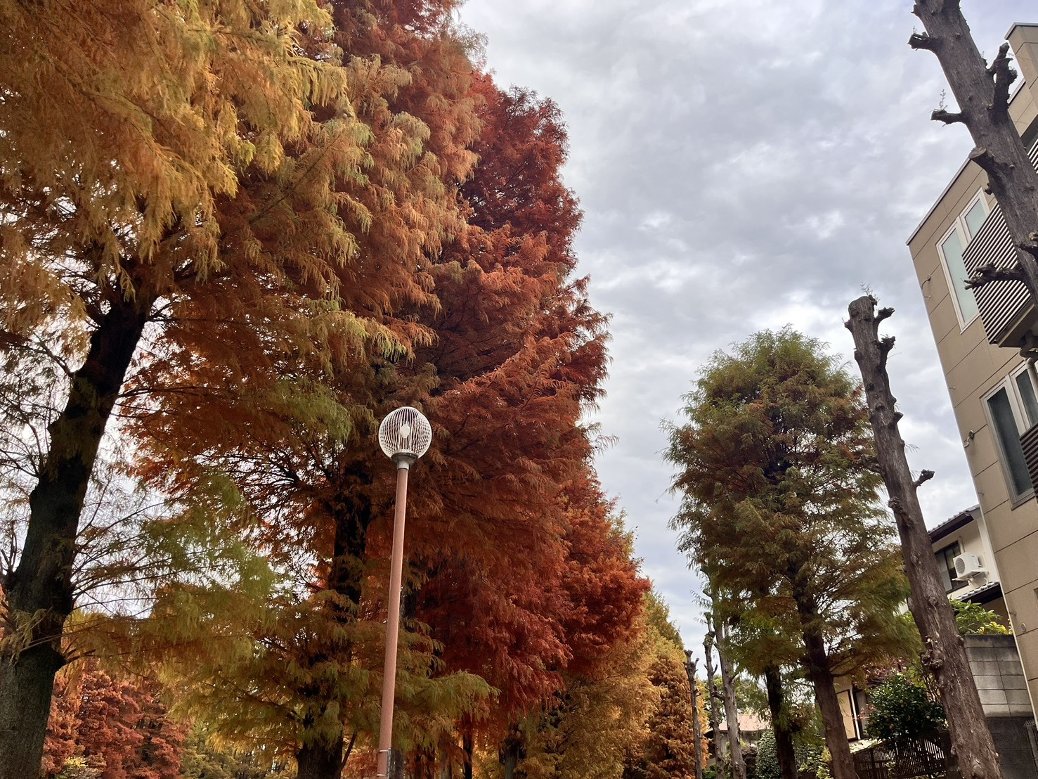 別所沼公園に行ってきました！の画像