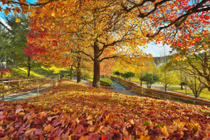 11月も終わりですね。の画像