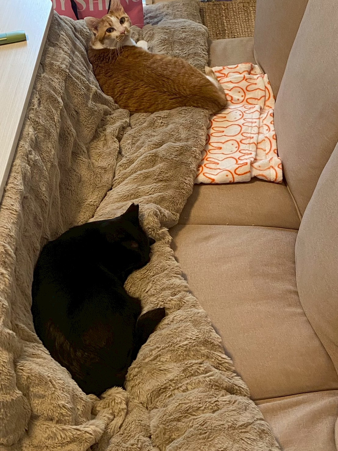 こたつ導入=^_^=の画像