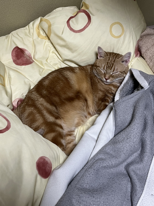 引越後・・・の画像