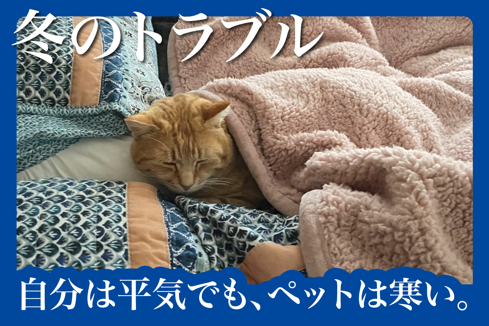 “自分は平気でも、ペットは寒い。”の画像