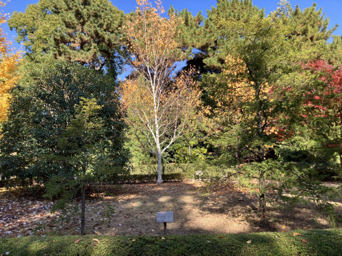 イチイの樹とは？――名前の由来と日本文化における意味の画像