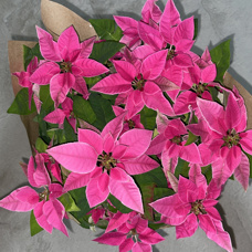 誕生日を迎えました！の画像