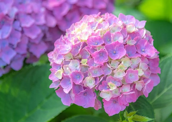 借地を更地返還したい時の注意点は？売却の方法や大阪での流れも解説の画像