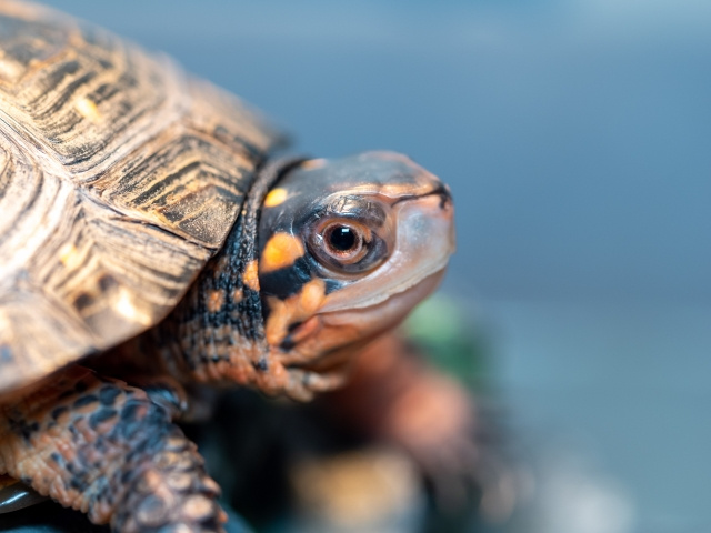 ペット可の賃貸物件でも爬虫類を飼える？飼育の法律や注意点も解説の画像