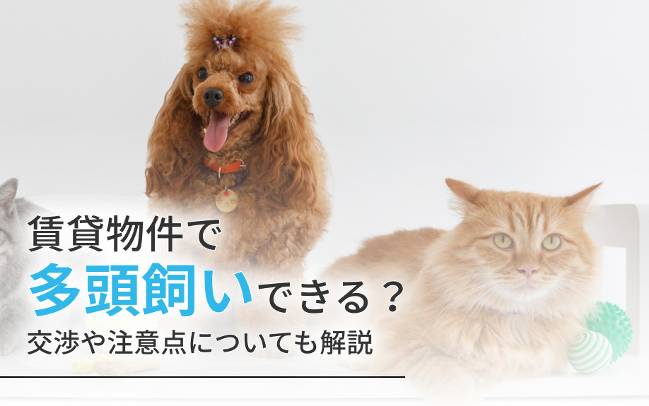 賃貸物件で多頭飼いできる？交渉や注意点についても解説の画像