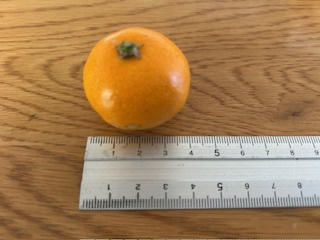 早生みかんの画像
