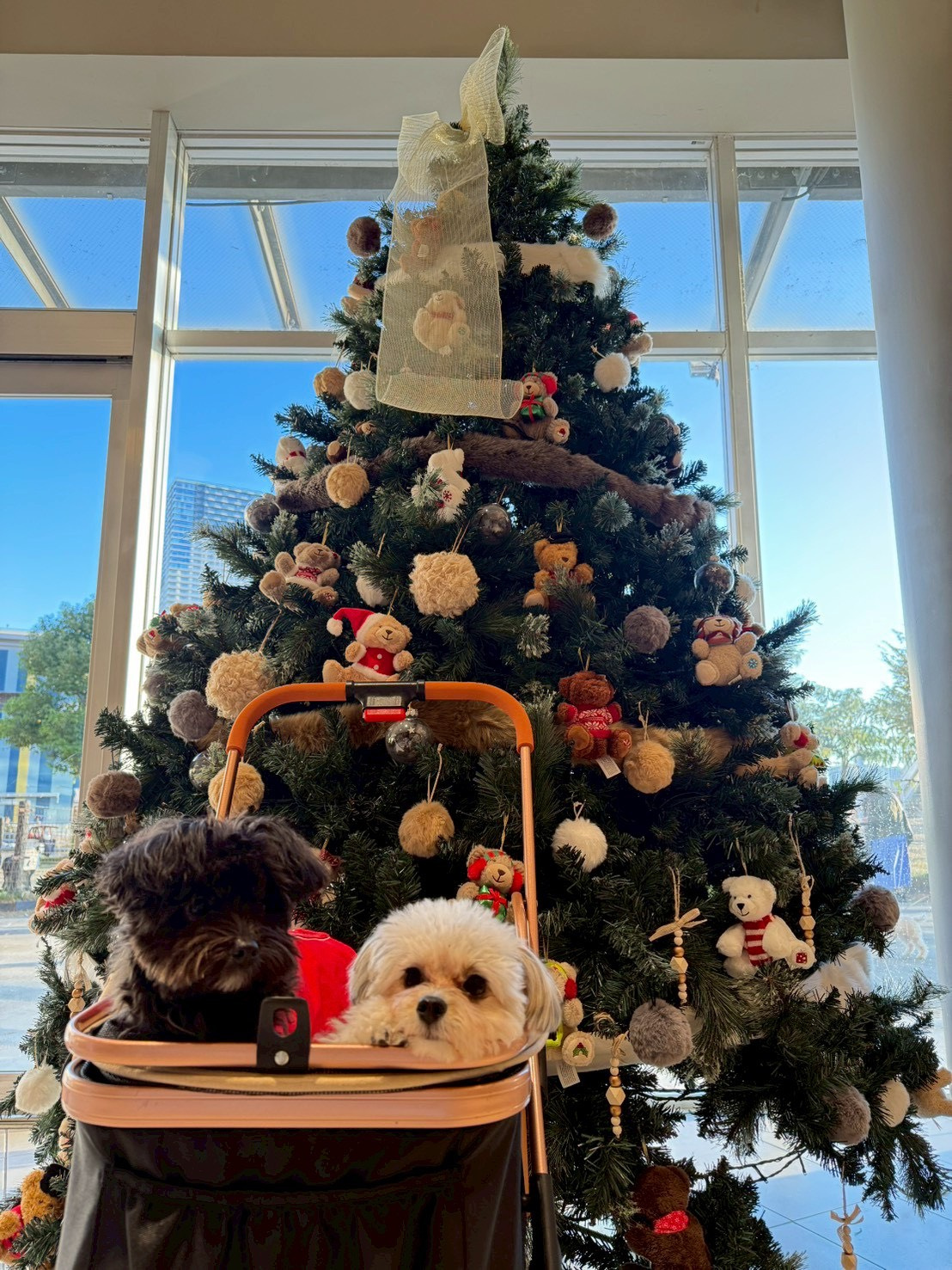 クリスマスまであと少し！！の画像