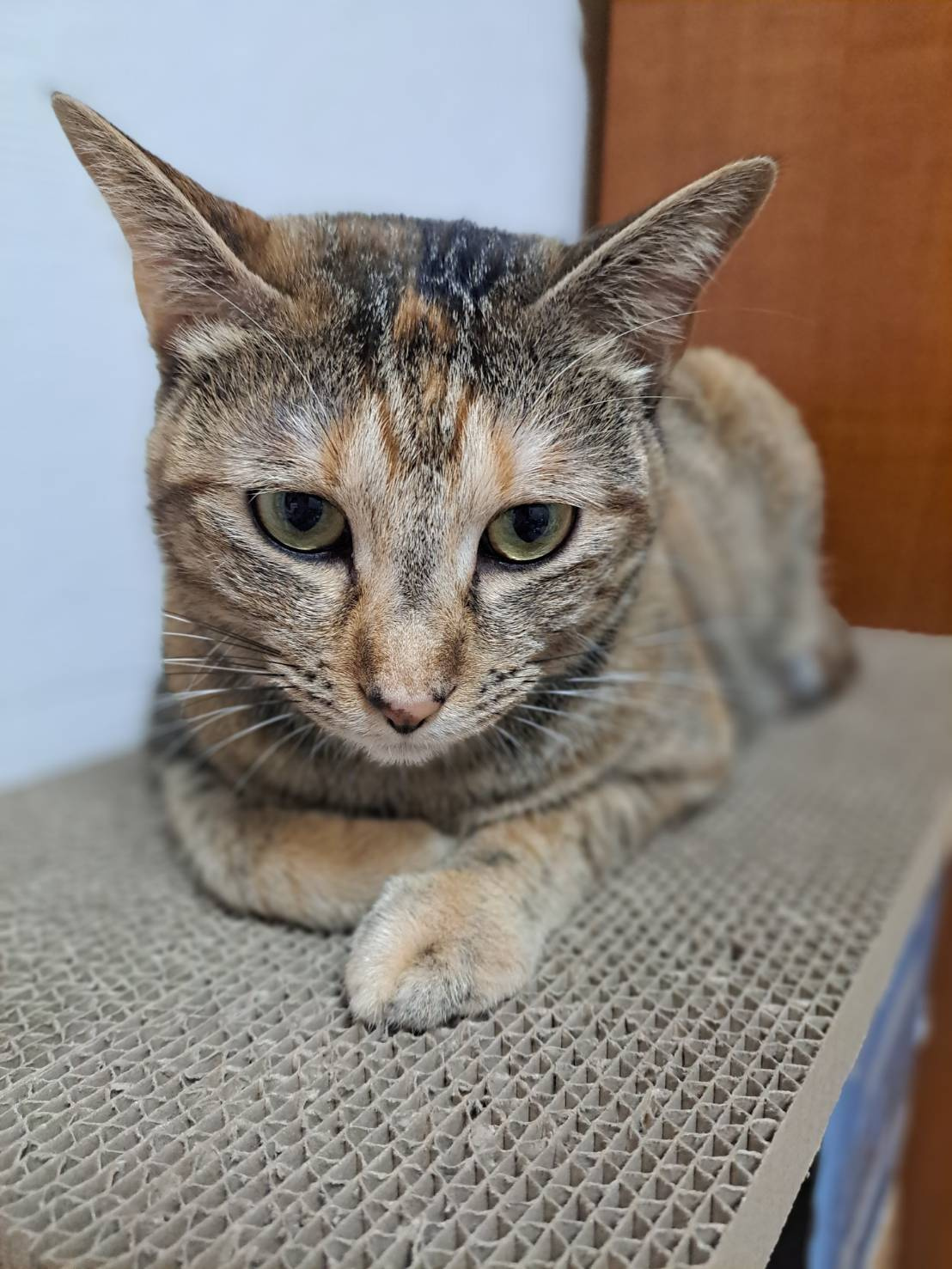 今日のネコ♪の画像