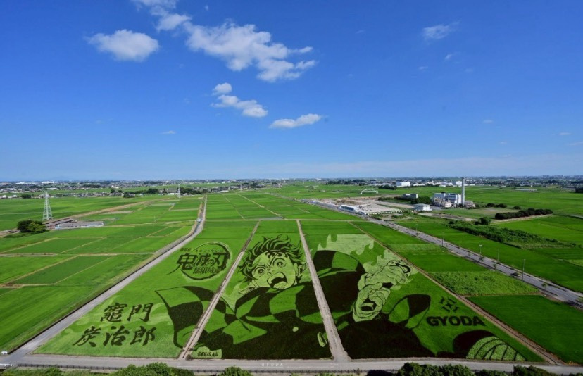 田んぼアートの画像