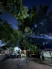 ☆薫蓋樟☆の画像