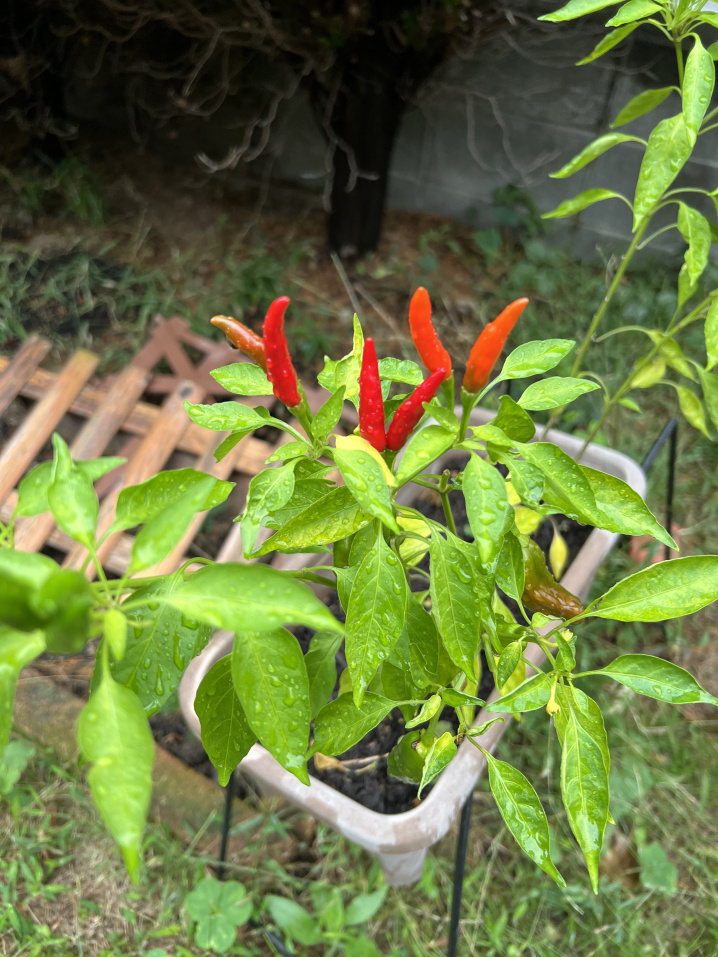 唐辛子の収穫の画像