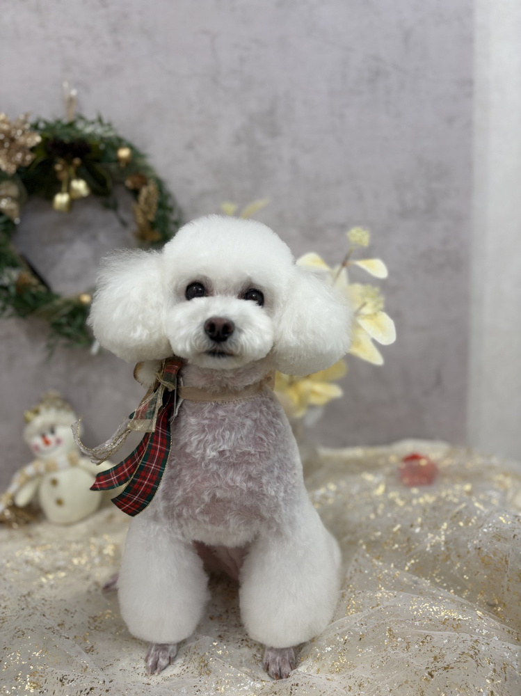 トリミングの画像