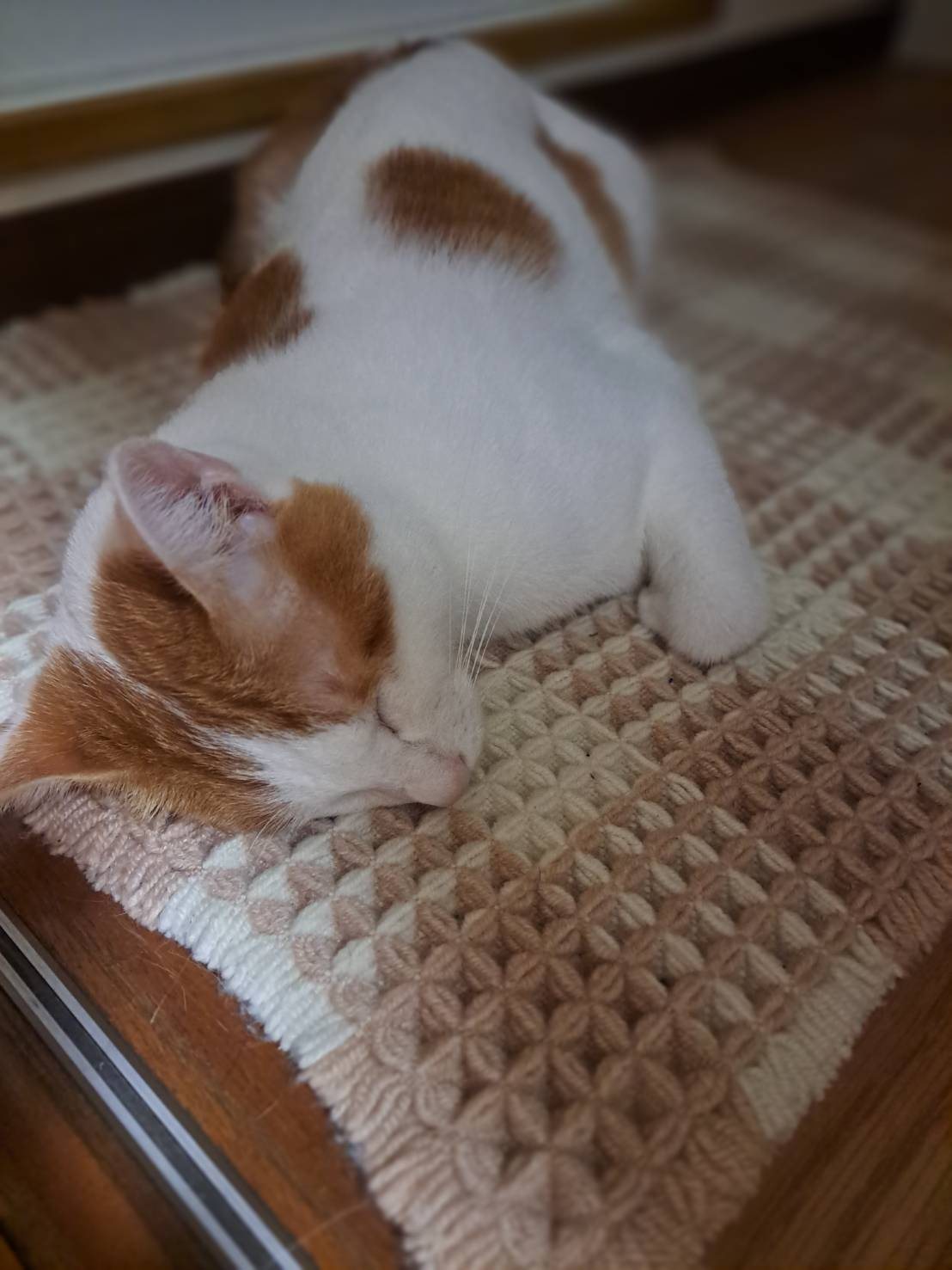 本日のネコ♪の画像