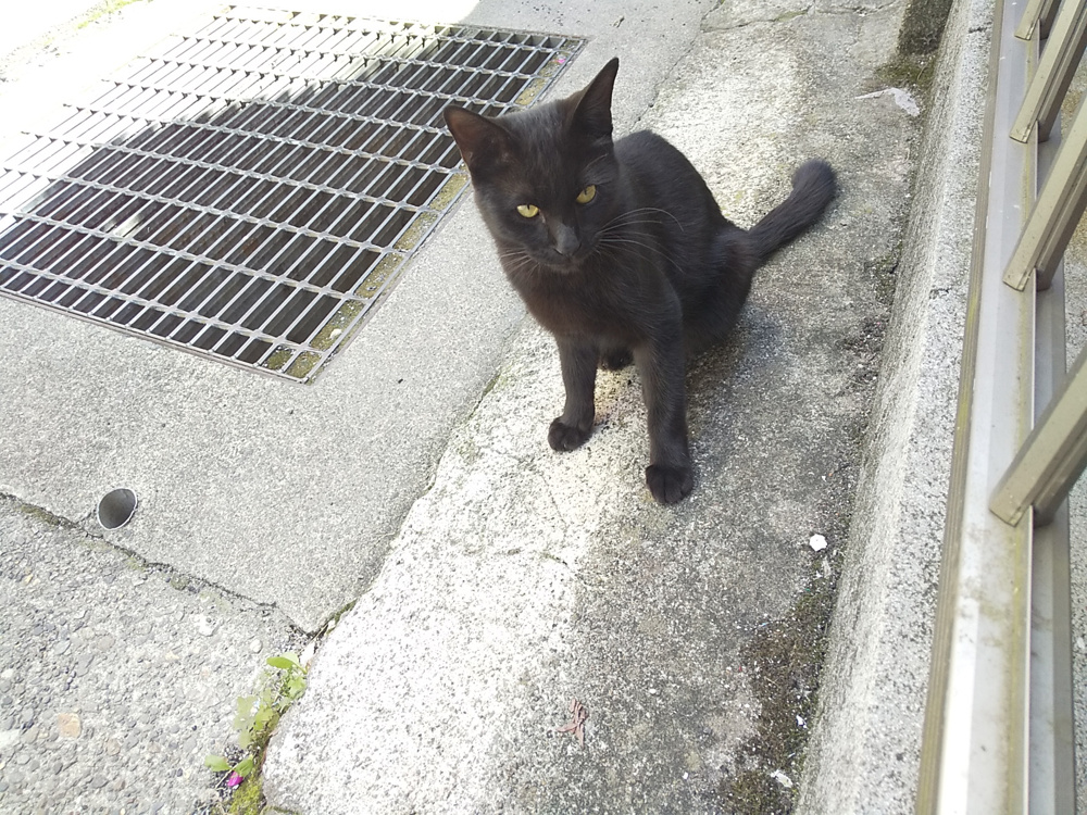 岐阜市の月極駐車場管理と猫のフン対策の現場からの画像