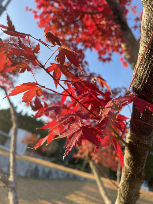 紅葉～嵐山～の画像