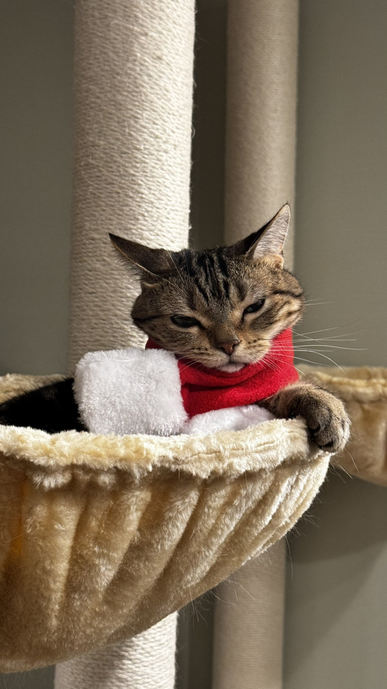 日の入りの画像