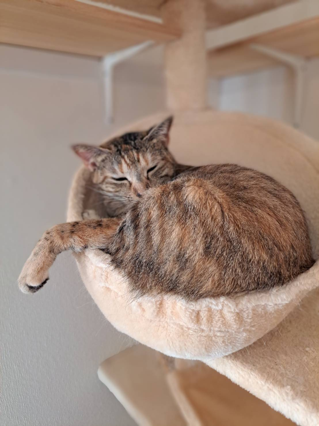 本日のネコ♪の画像