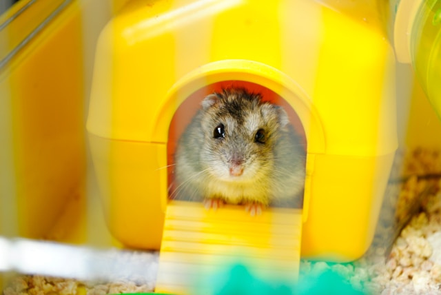 大学生の一人暮らしでもペットは飼える？おすすめの種類や注意点も解説の画像