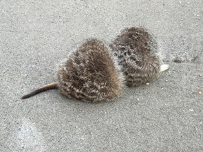 □■ズーラシア■□の画像