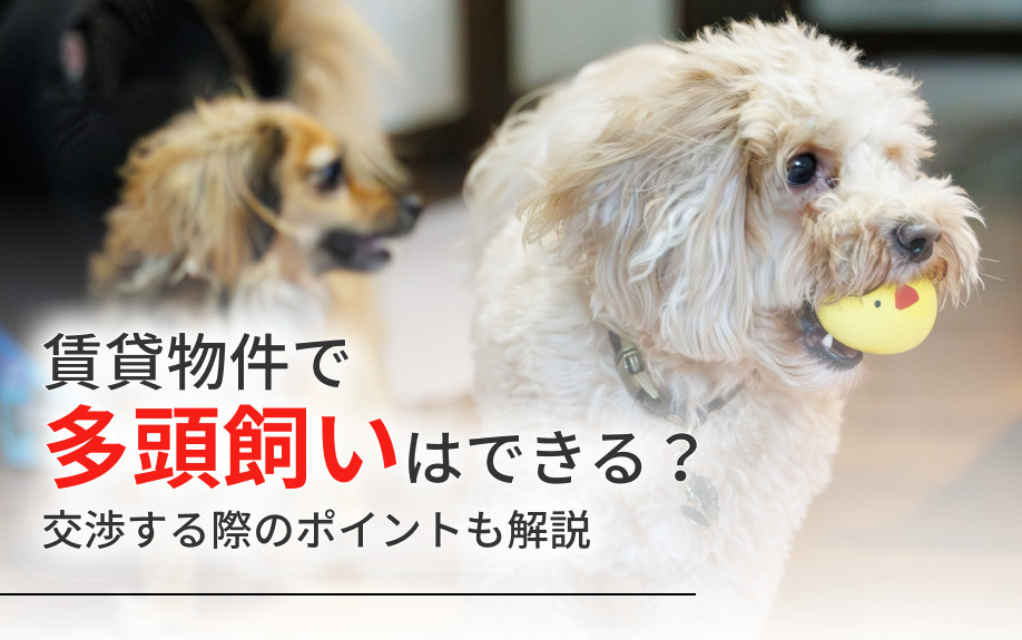 賃貸物件で多頭飼いはできる？交渉する際のポイントも解説
