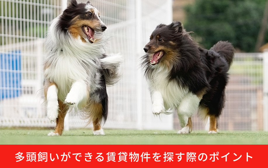 多頭飼いができる賃貸物件を探す際のポイント