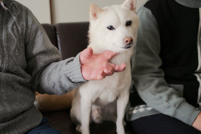 ハウスリースバックの事などの画像