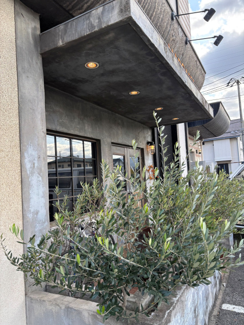 西条市のマーガレットをご紹介｜松山市近郊の画像