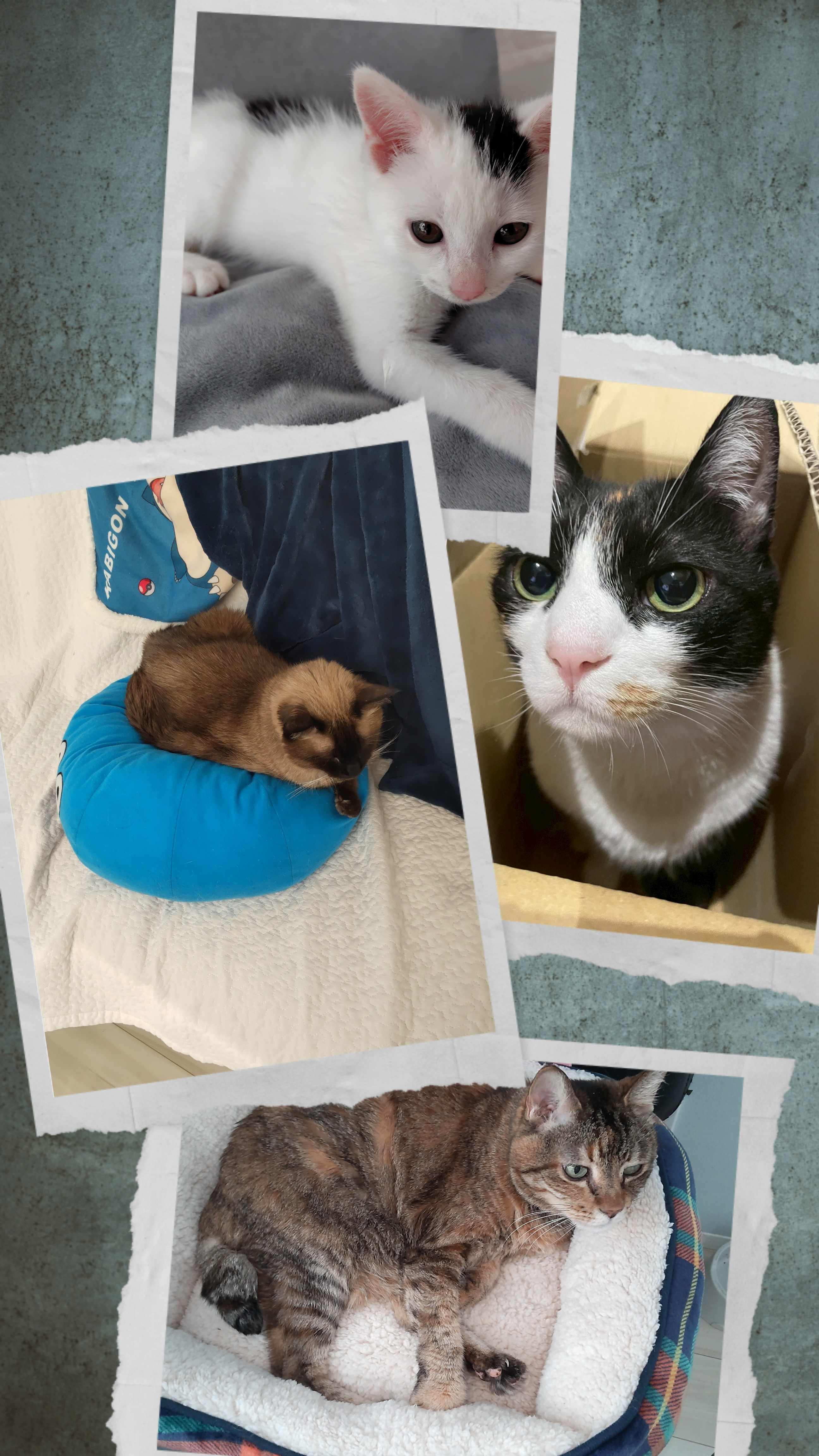 癒しの猫ちゃん、東広島でペット飼育可の物件を探してみませんか！の画像