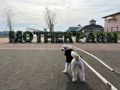 最近の千葉のワンコの画像